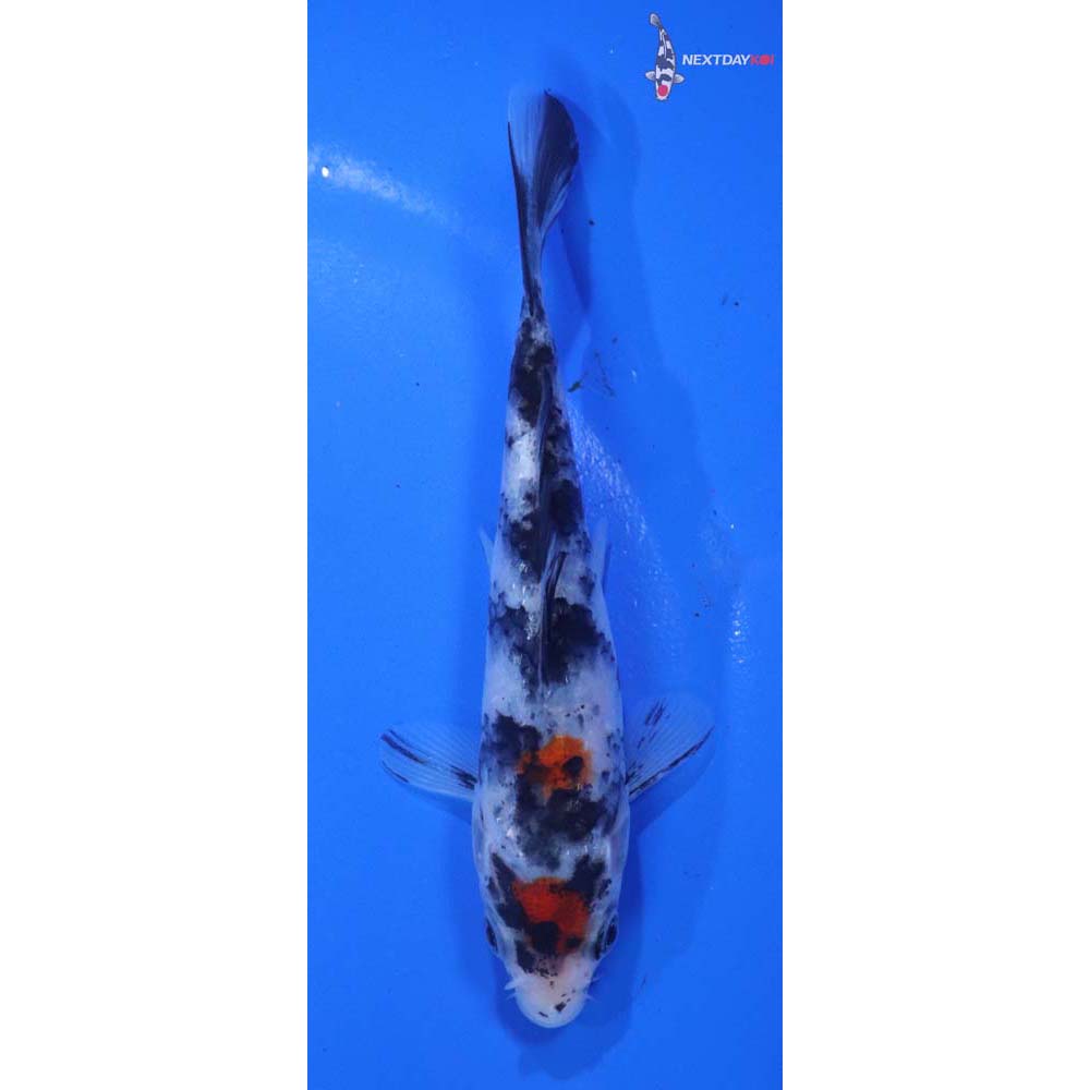 5” Imported Beni Matsukawabakke