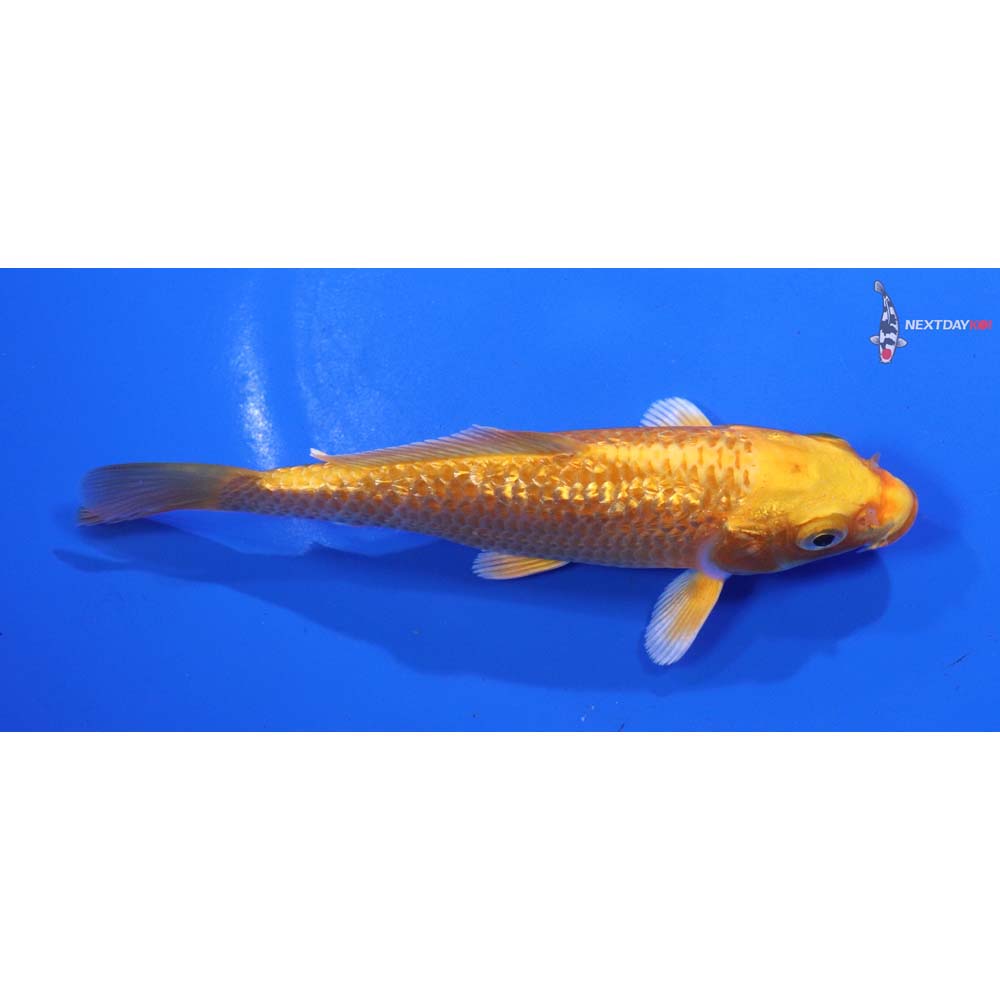 5” Imported Gin Rin Orenji Ogon