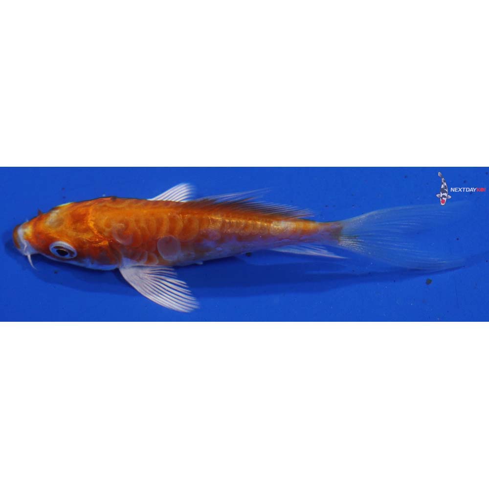 3” Imported Kikusui Butterfly Koi