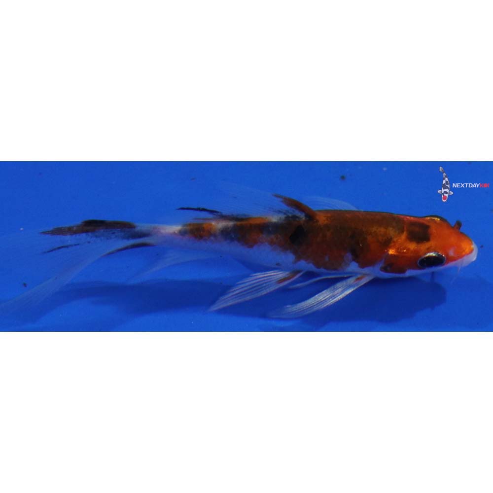 3.5” Imported Yamato Nishiki Butterfly Koi