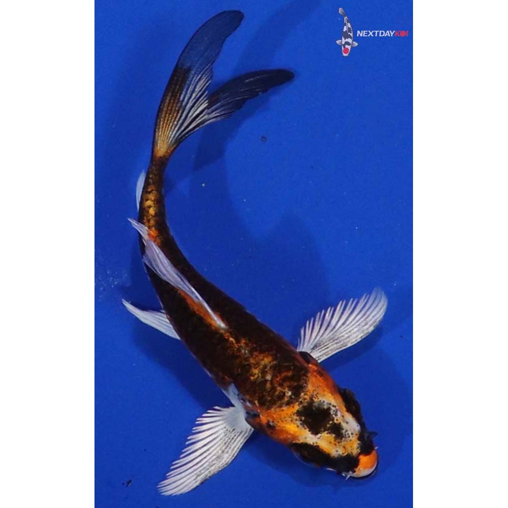 3” Imported Kin Kikokuryu Butterfly Koi