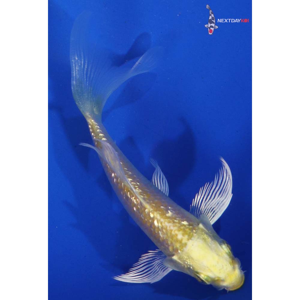 4” Imported Gin Rin Yamabuki Ogon Butterfly Koi