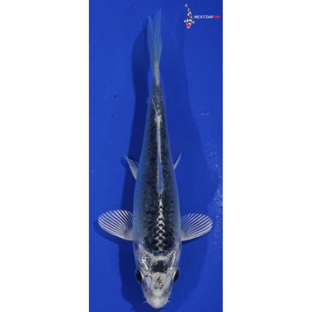 4” Imported Gin Matsuba