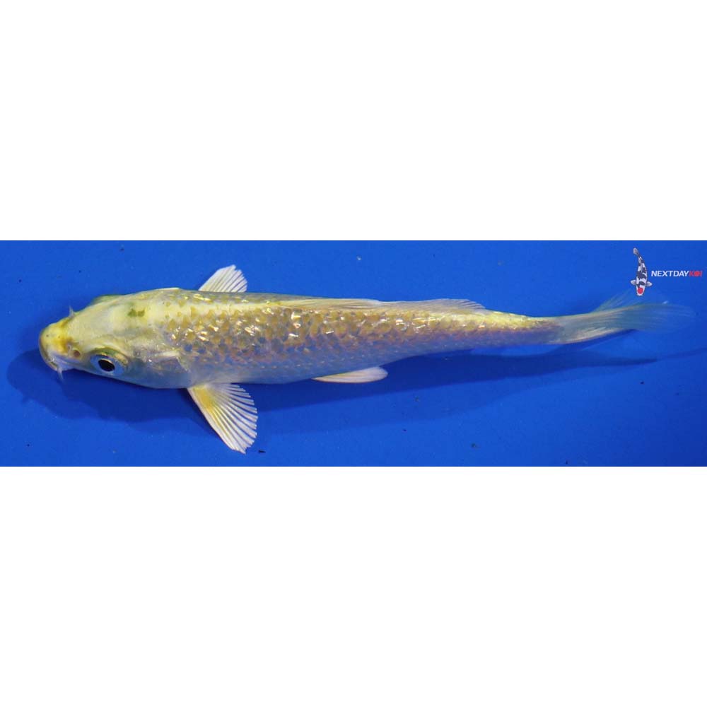 4.5” Imported Yamabuki Ogon