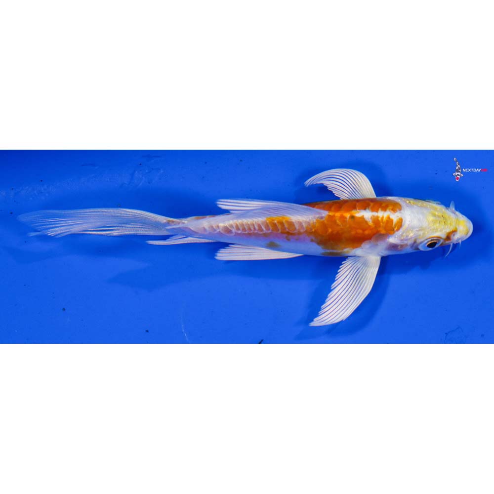 4.5” Imported Doitsu Lemon Hariwake Butterfly Koi