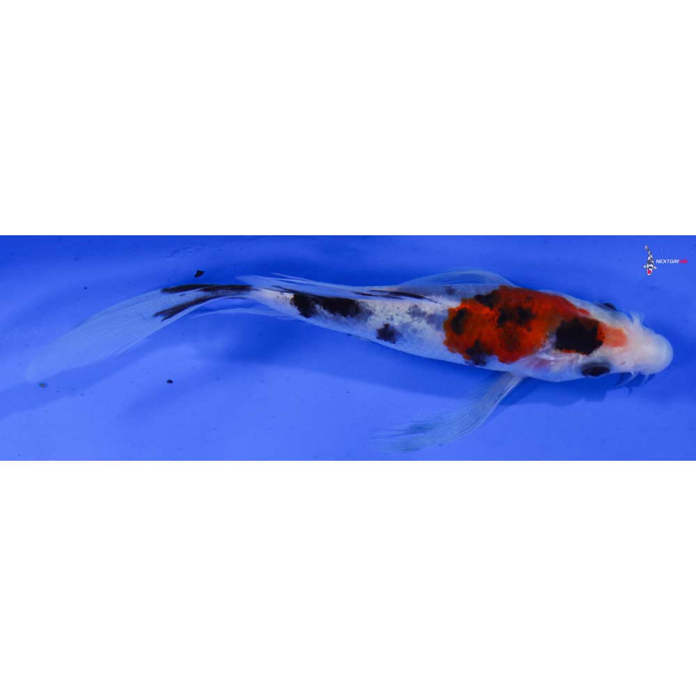 4.5” Imported Sanke Butterfly Koi