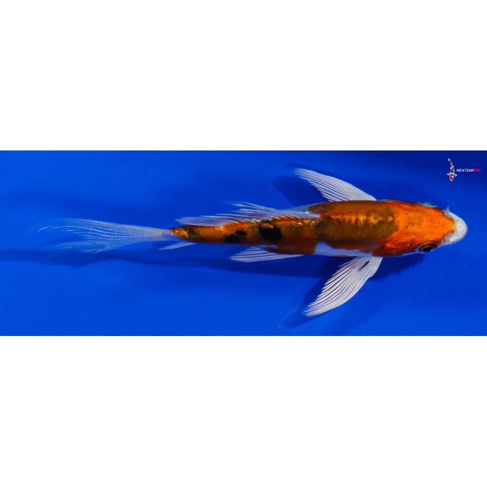 5” Imported Heisei Nishiki Butterfly Koi