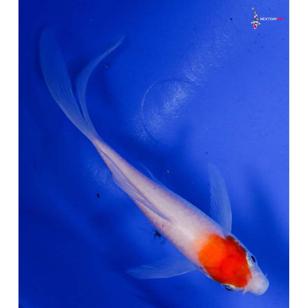 4.5” Imported Kohaku Butterfly Koi
