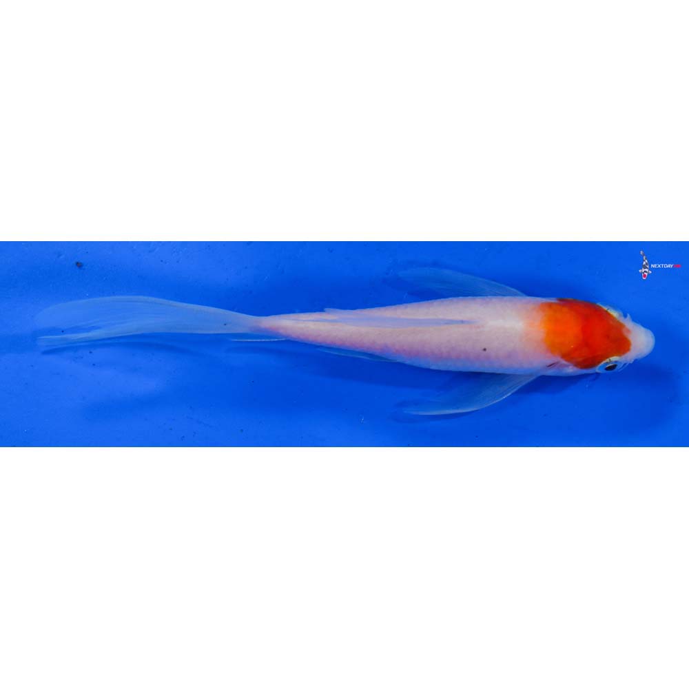 4.5” Imported Kohaku Butterfly Koi