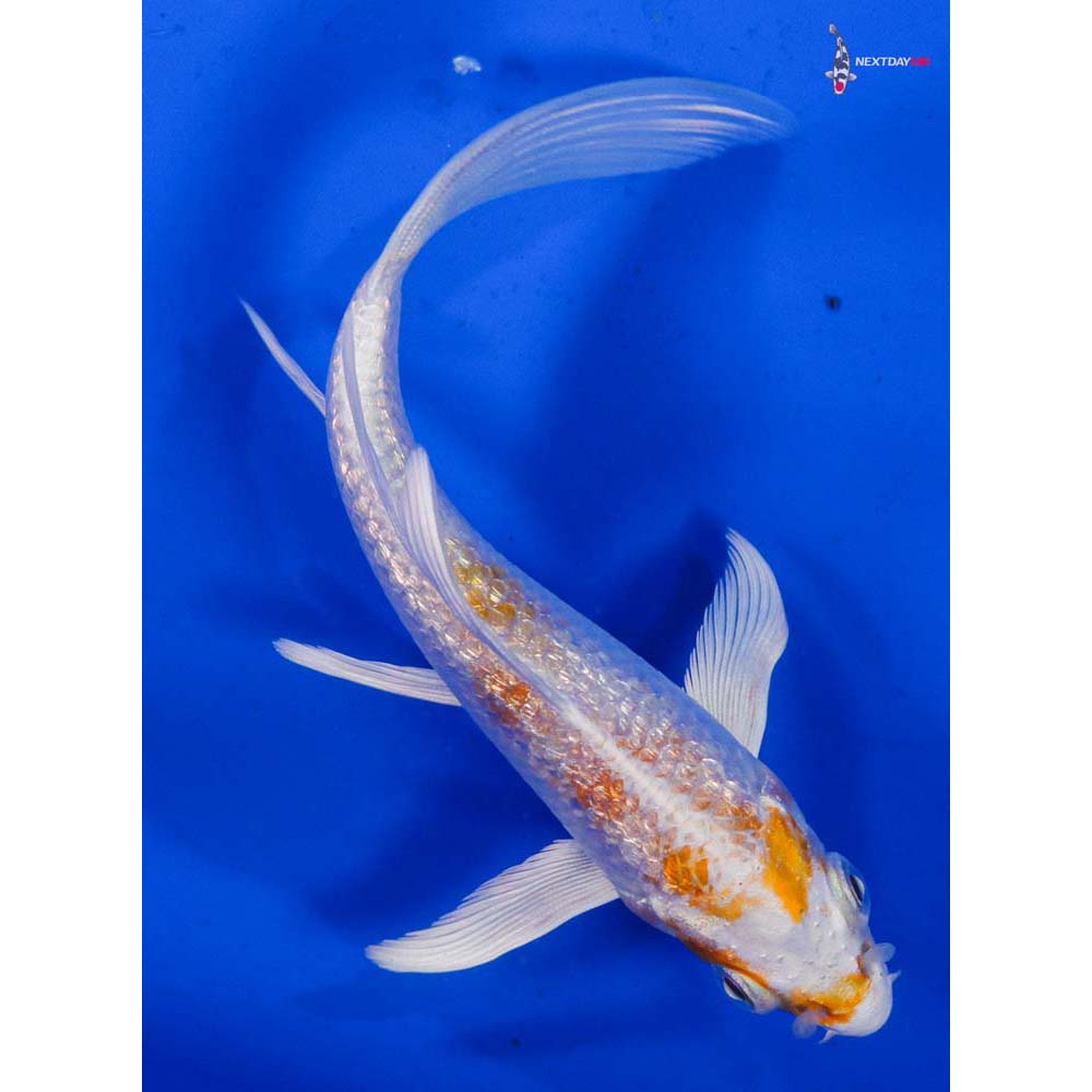 4.5” Imported Gin Rin Hariwake Butterfly Koi