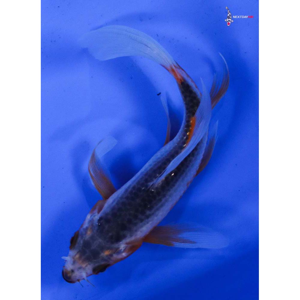 4.5” Imported Asagi Butterfly Koi