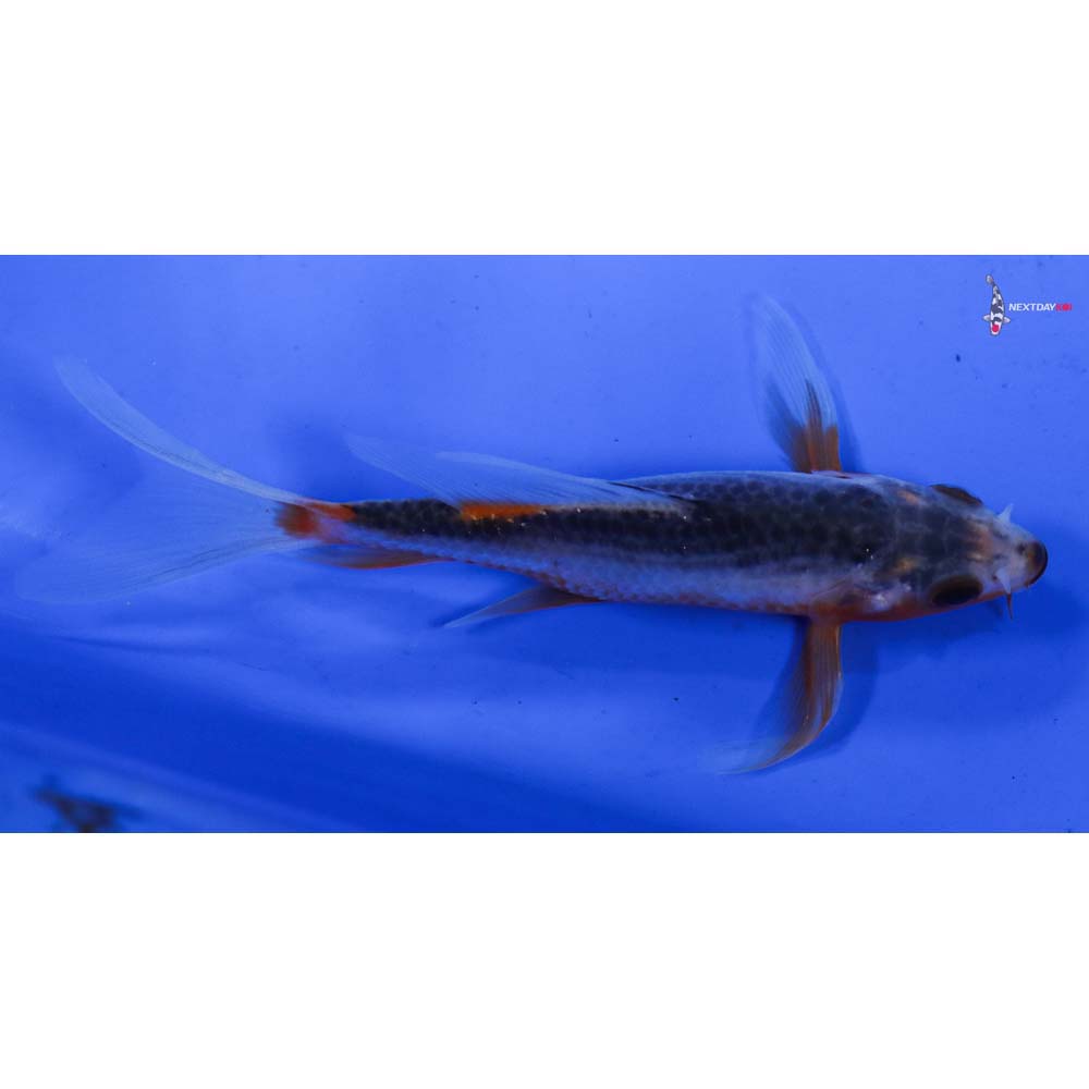 4.5” Imported Asagi Butterfly Koi