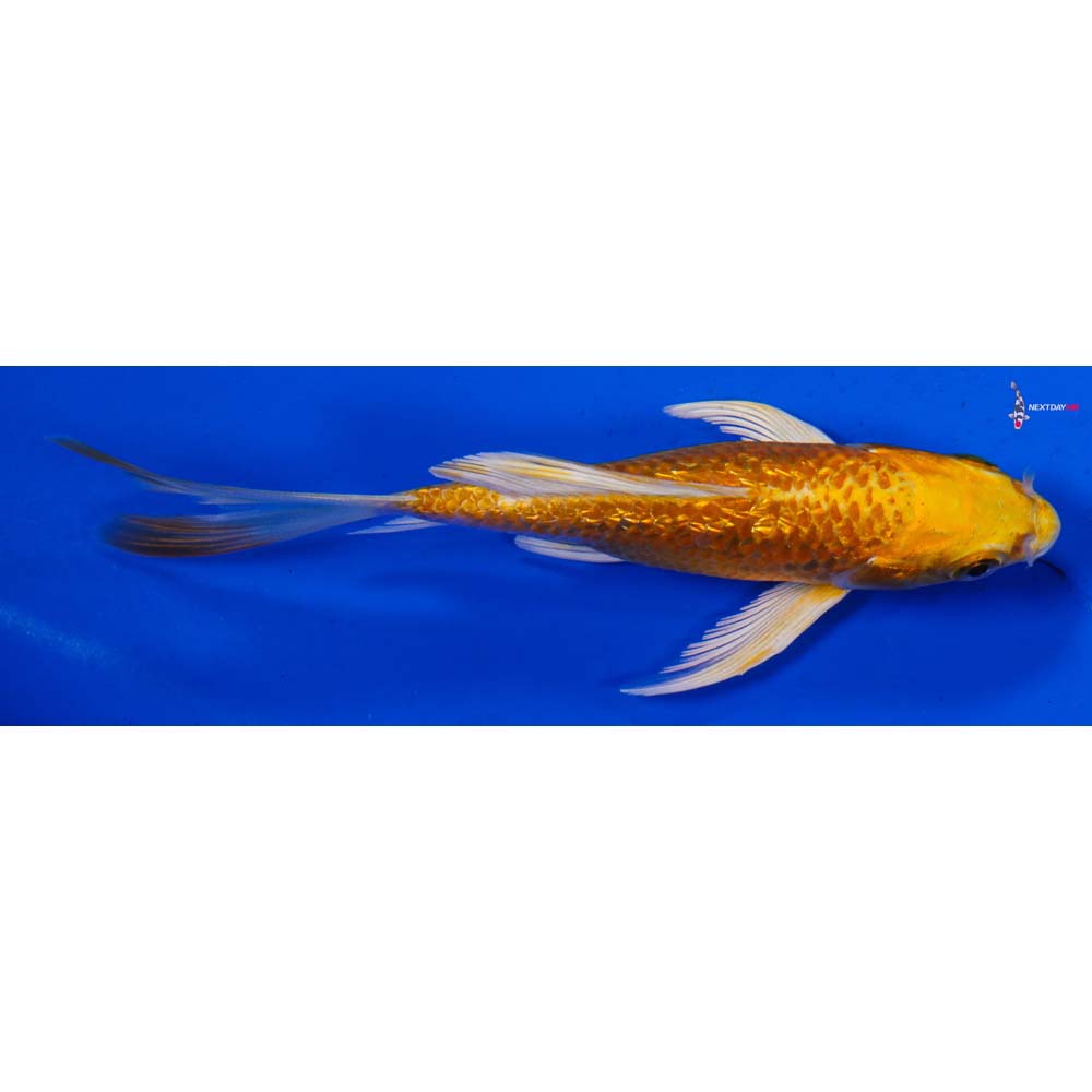 4” Imported Gin Rin Yamabuki Ogon Butterfly Koi