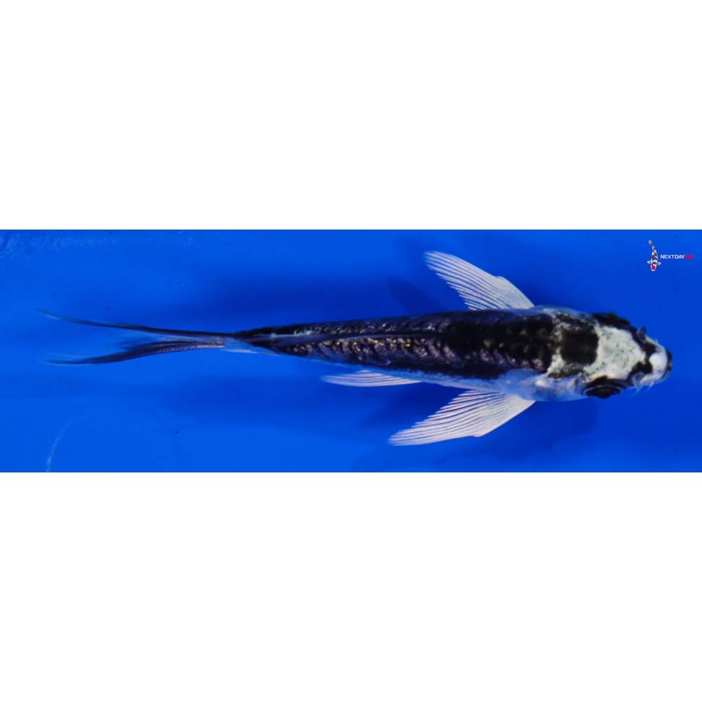 4” Imported Gin Rin Kikokuryu Butterfly Koi