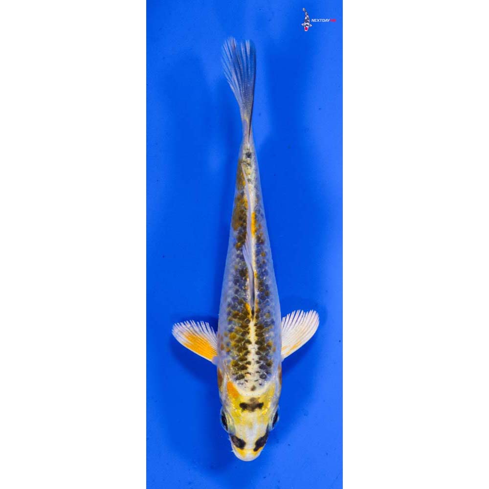 3.5” Imported Kujaku