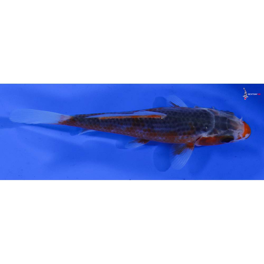 3.5” Imported Asagi