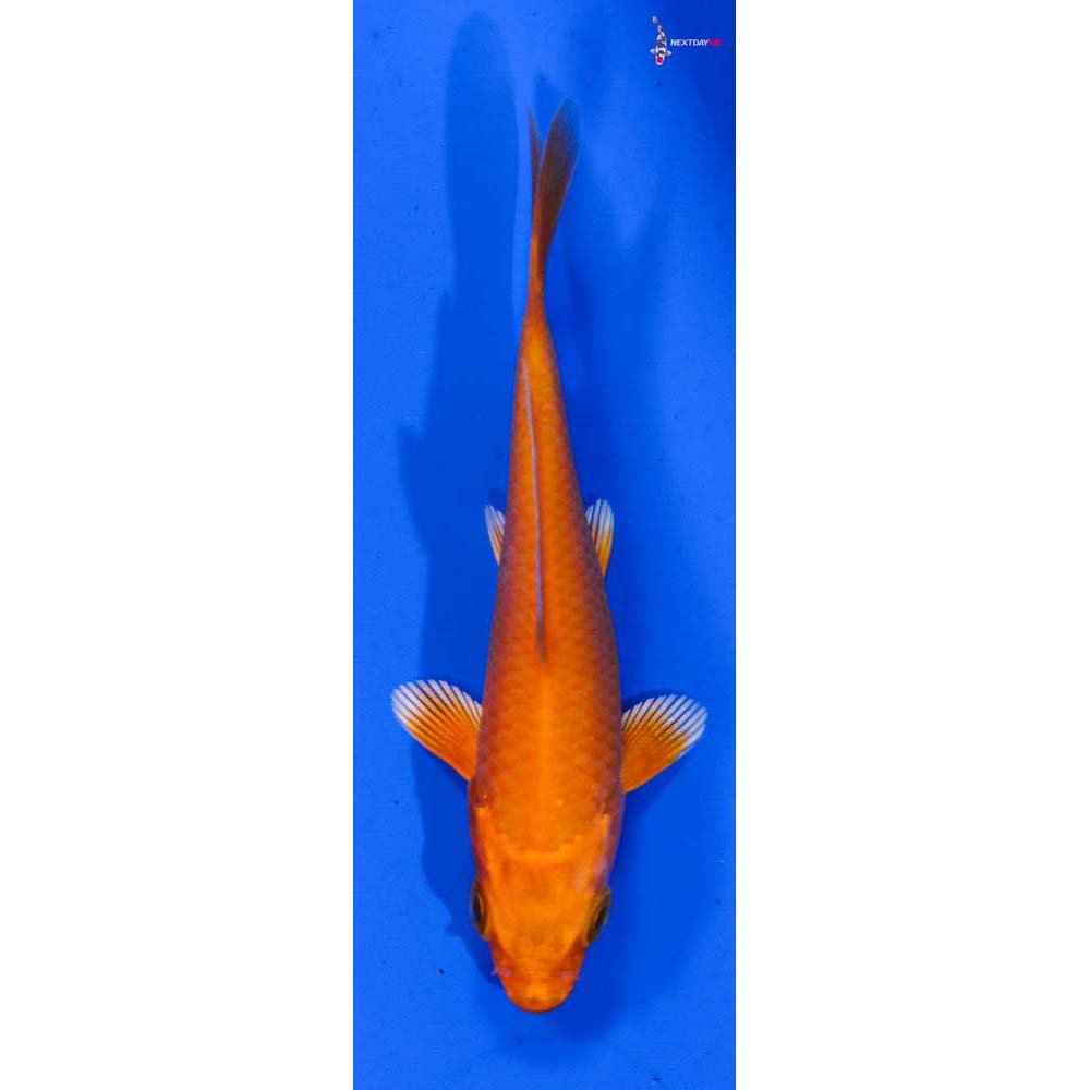 3” Imported Orenji Ogon