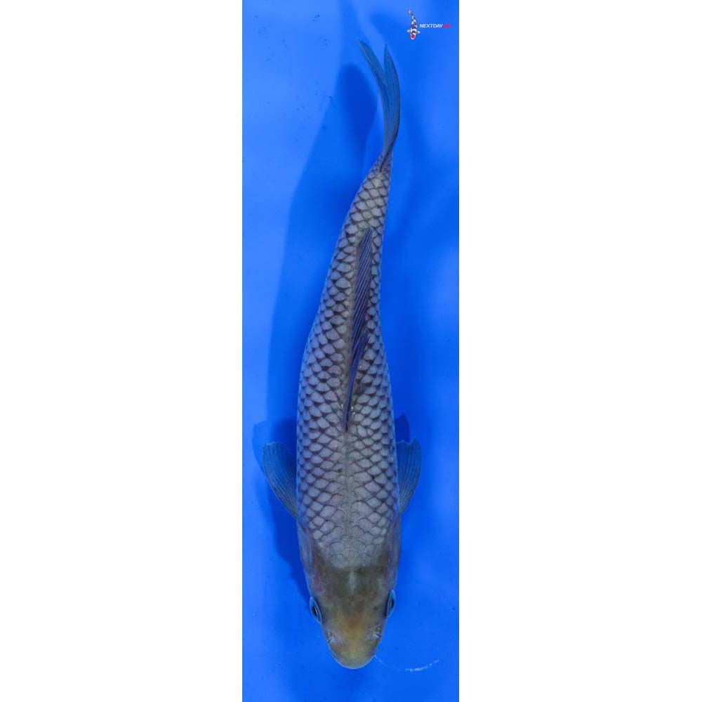 7” Imported Soragoi