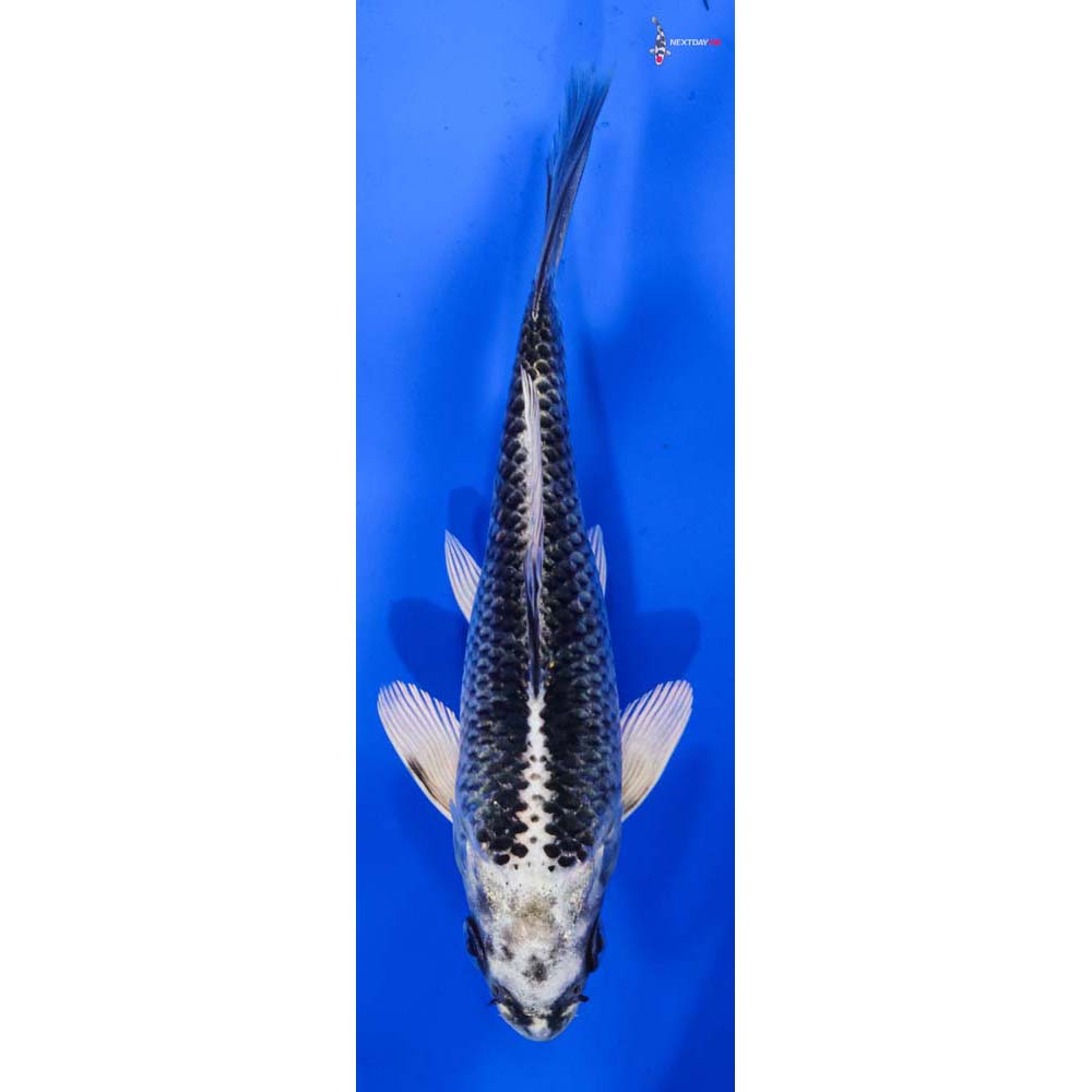 6” Imported Gin Matsuba