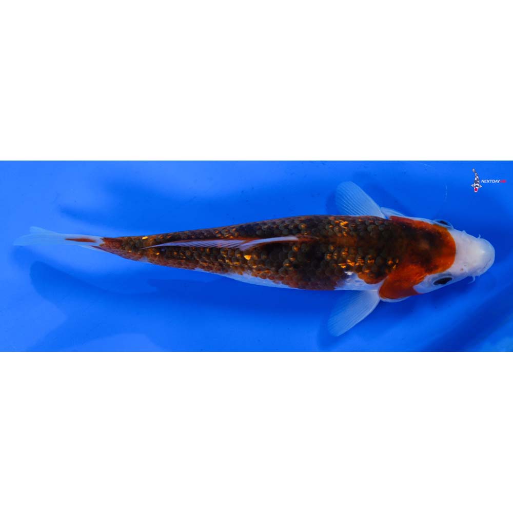 7” Imported Gin Rin Goromo