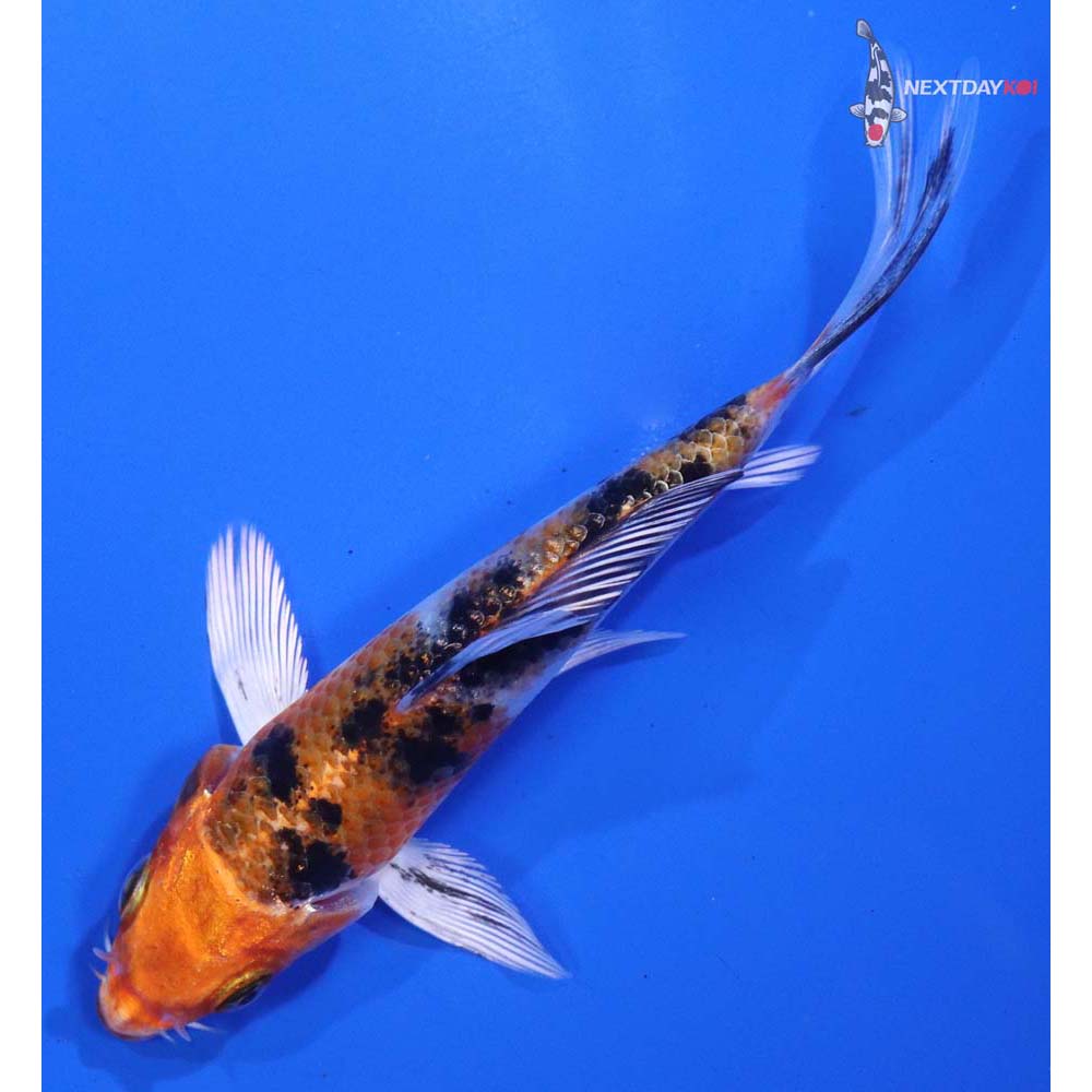 4.5” Imported Yamato Nishiki Butterfly Koi