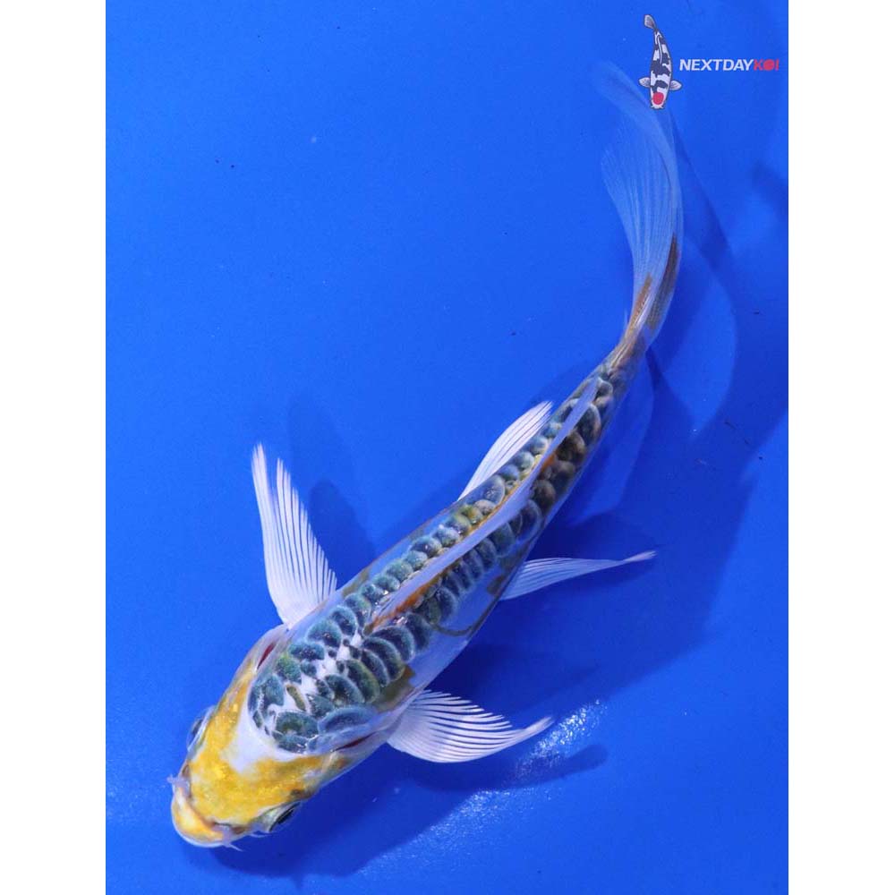 4.5” Imported Doitsu Kujaku Butterfly Koi