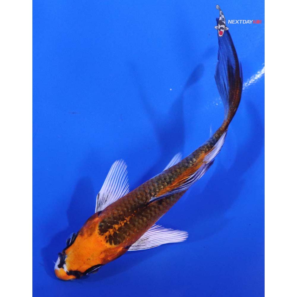 4” Imported Kujaku Butterfly Koi