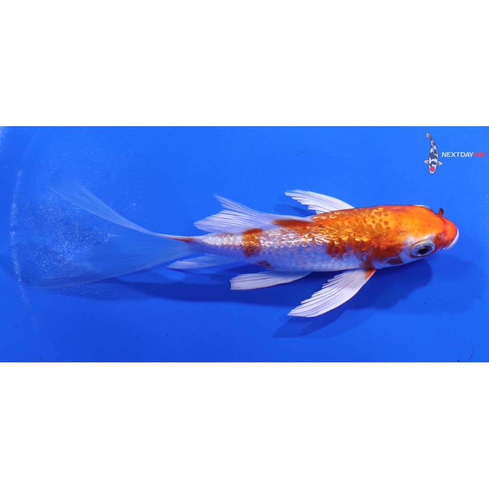 4.5” Imported Gin Rin Hariwake Butterfly Koi