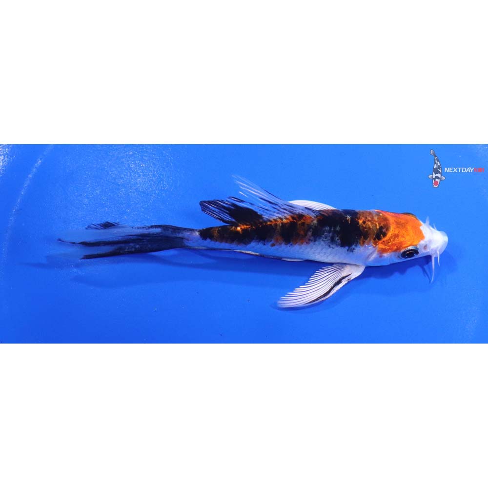 4.5” Imported Yamato Nishiki Butterfly Koi