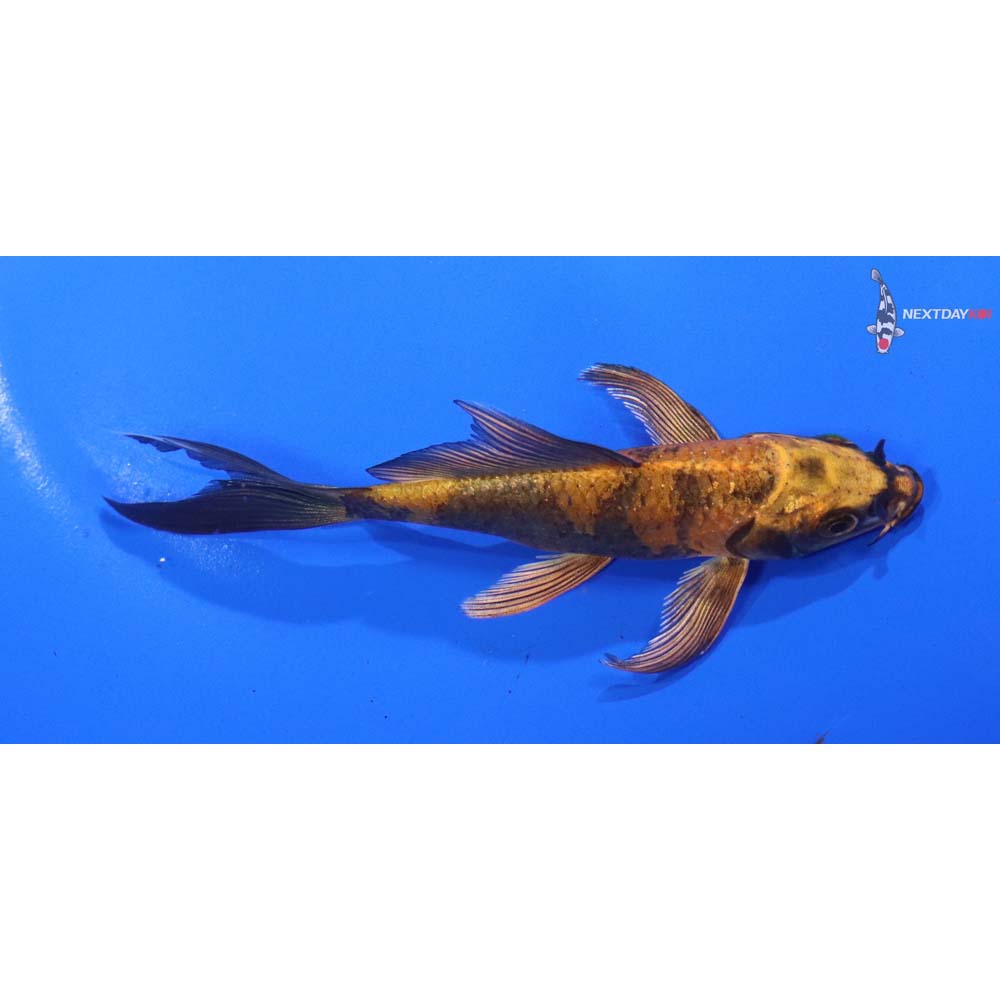 4.5” Imported Kin Hi Utsuri Butterfly Koi