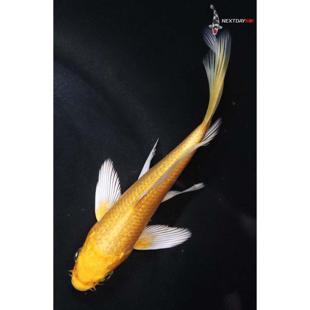 4.5” Imported Yamabuki Ogon Butterfly Koi