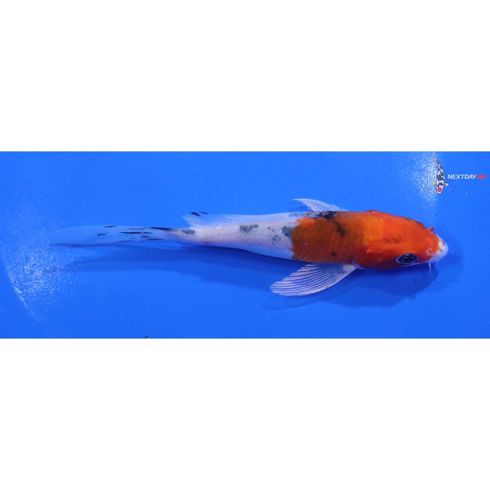 5” Imported Yamato Nishiki Butterfly Koi