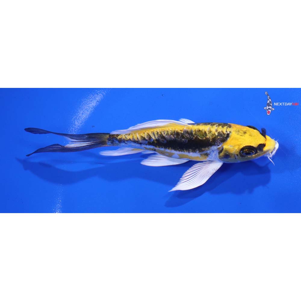 5” Imported Kin Kikokuryu Butterfly Koi