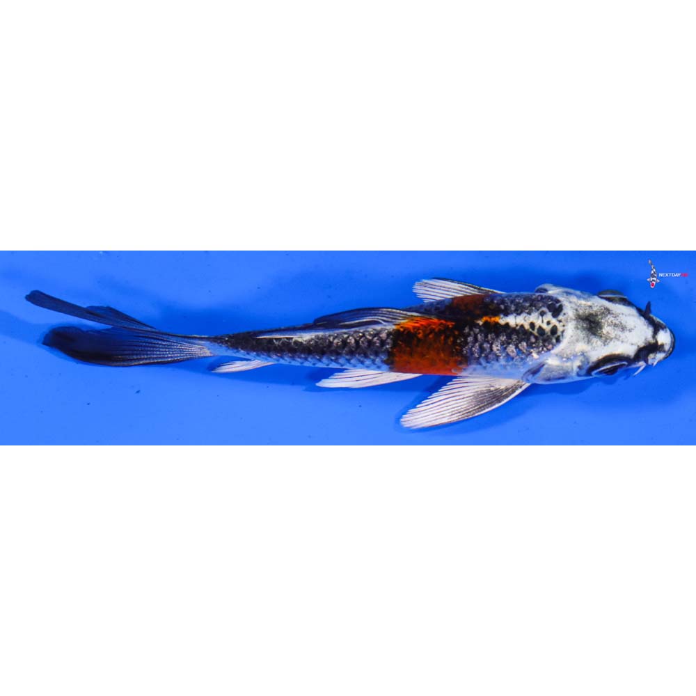 4” Imported Kujaku Butterfly Koi