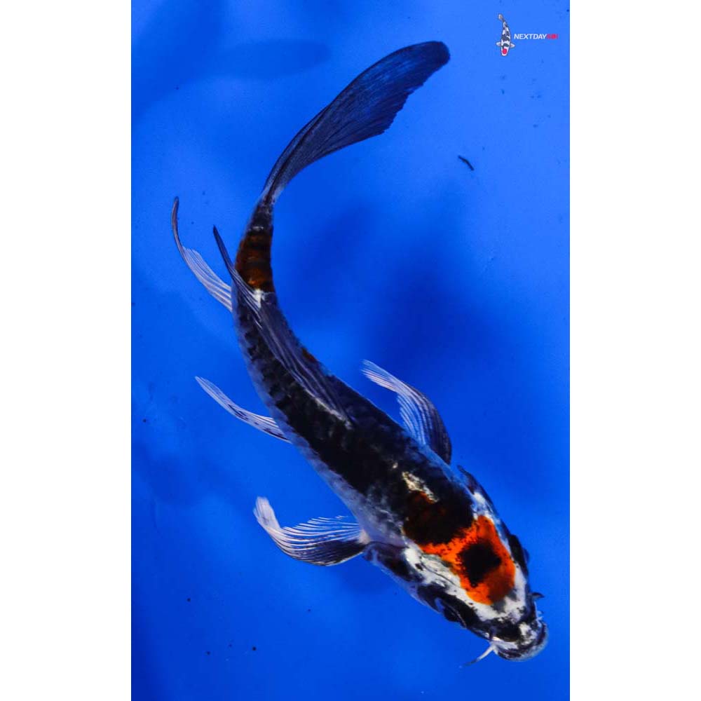 4” Imported Armor Scaled Kujaku Butterfly Koi
