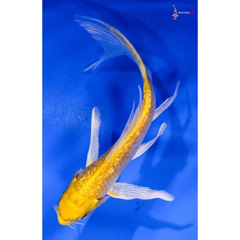 4.5” Imported Lemon Hariwake Butterfly Koi