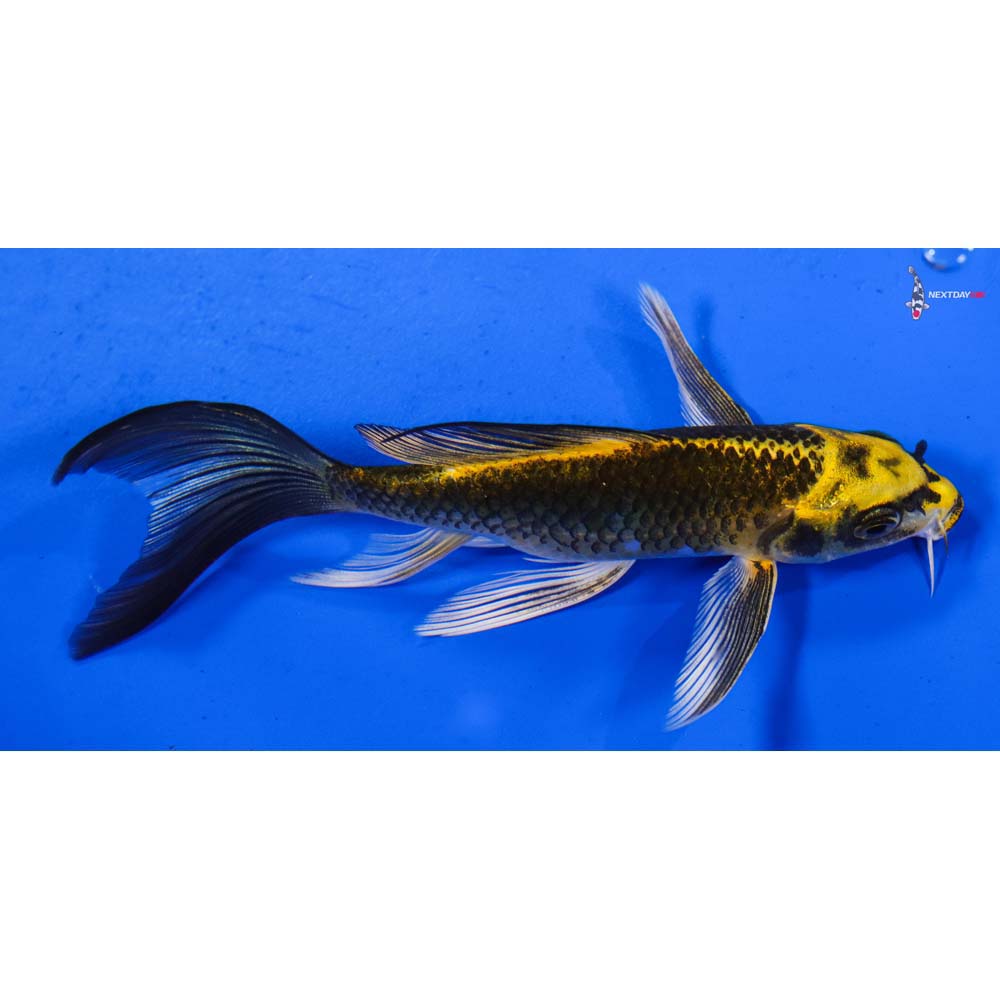5” Imported Ki Matsuba Butterfly Koi