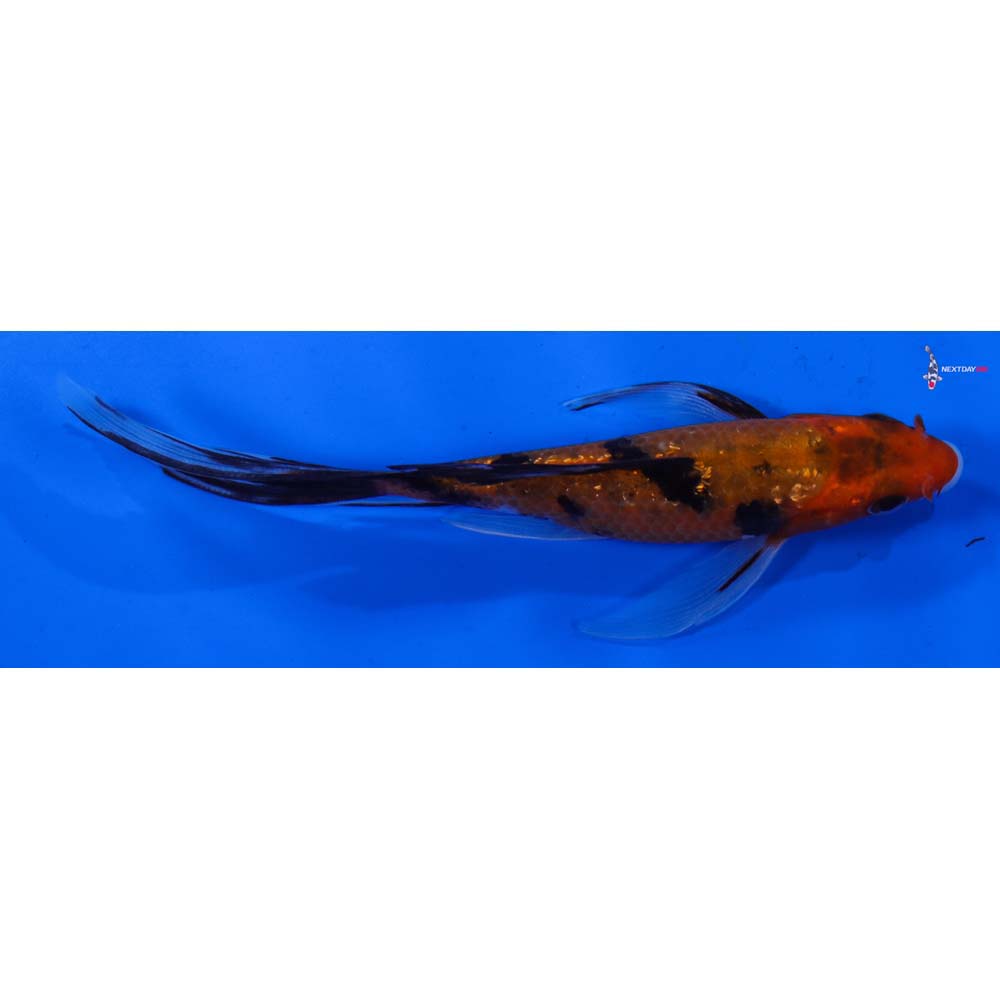 5” Imported Gin Rin Aka Bekko Butterfly Koi