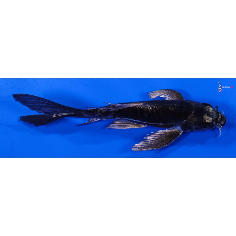 5” Imported Kikokuryu Butterfly Koi