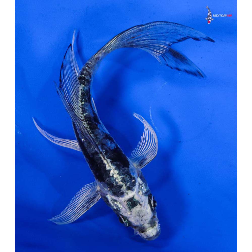 5” Imported Doitsu Gin Shiro Bekko Butterfly Koi