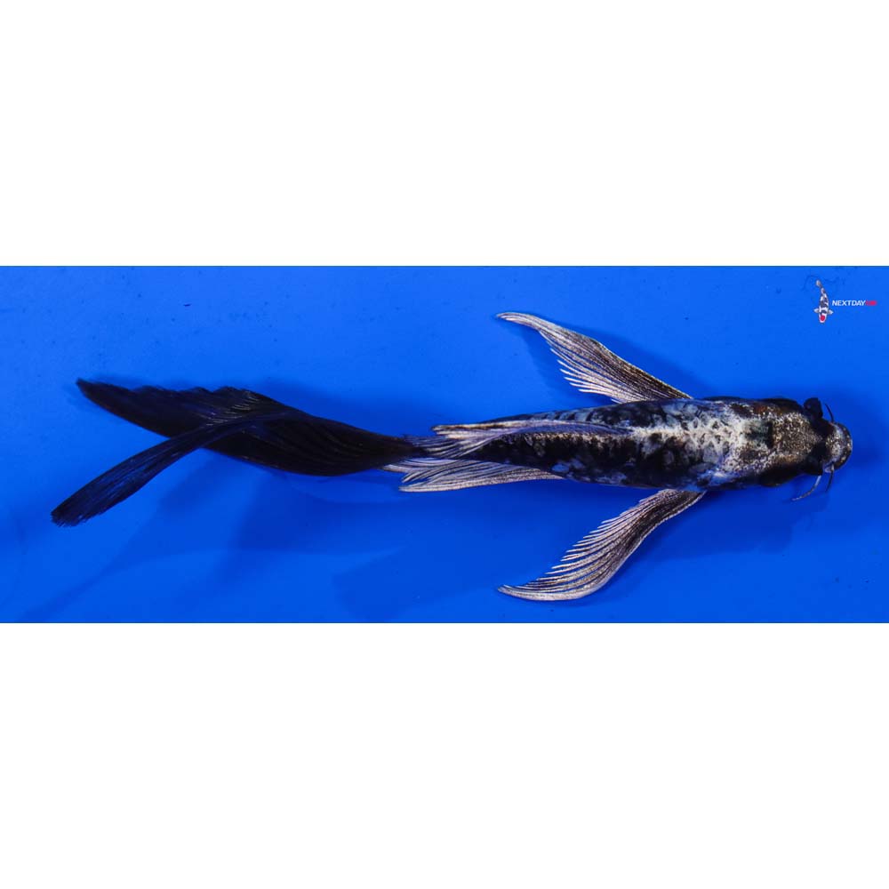 5” Imported Kikokuryu Butterfly Koi