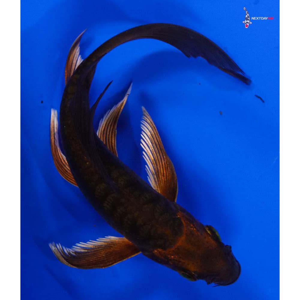 5” Imported Doitsu Chagoi Butterfly Koi
