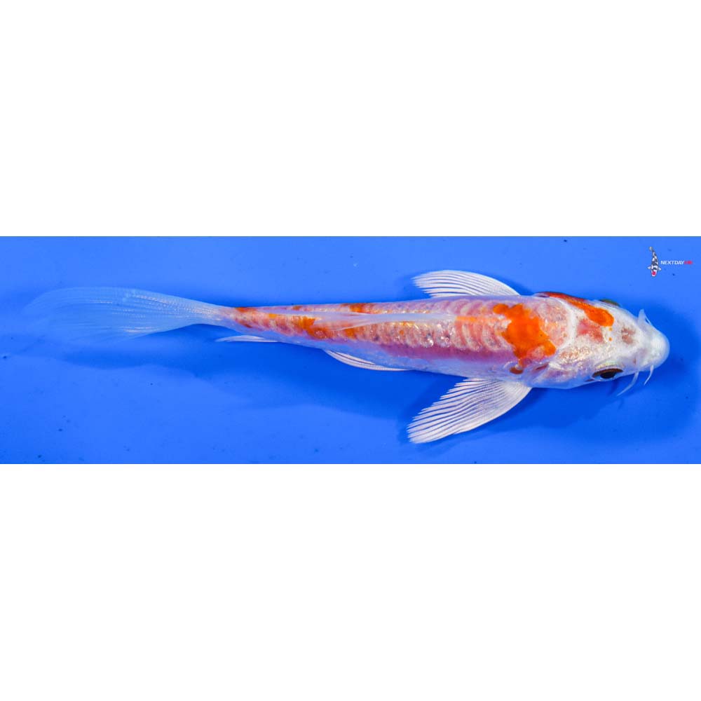 4” Imported Kikusui Butterfly Koi