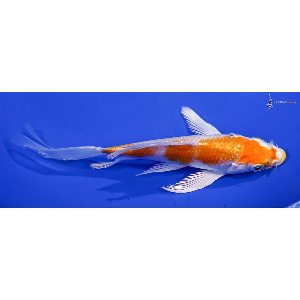 5.5” Imported Hariwake Butterfly Koi
