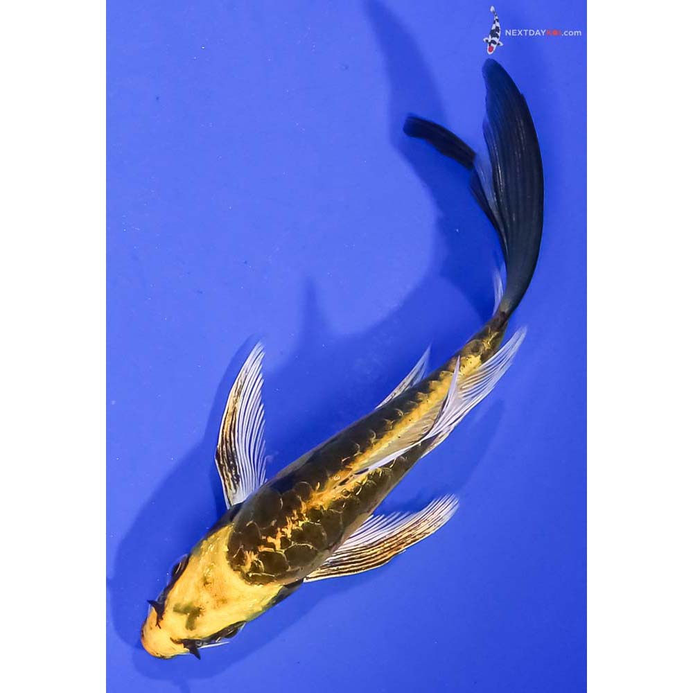 5” Imported Kin Kikokuryu Butterfly Koi
