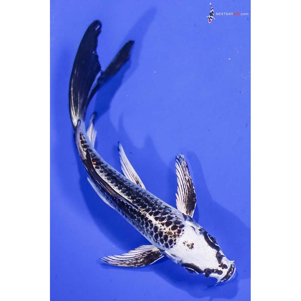 5.5” Imported Gin Matsuba Butterfly Koi