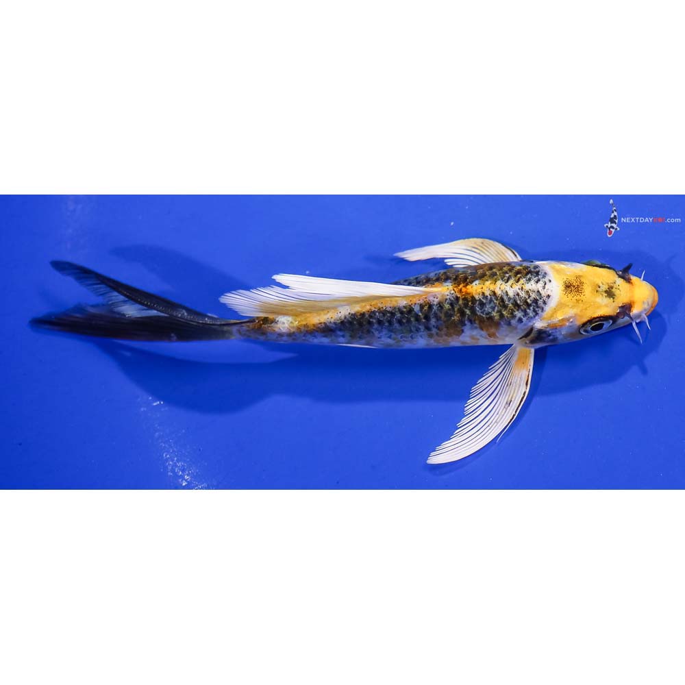5.5” Imported Kujaku Butterfly Koi