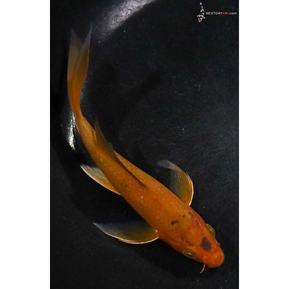 5.5” Imported Chagoi Butterfly Koi