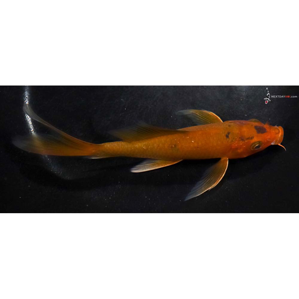 5.5” Imported Chagoi Butterfly Koi