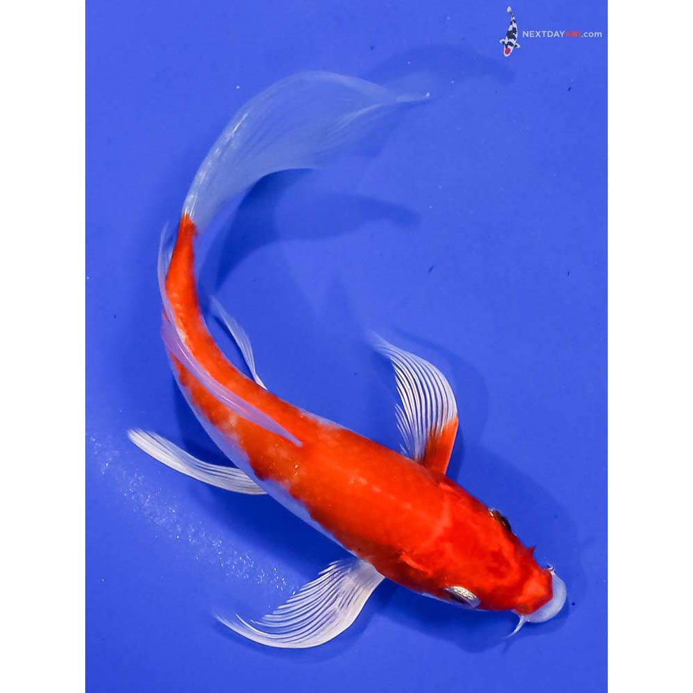 6” Imported Hariwake Butterfly Koi